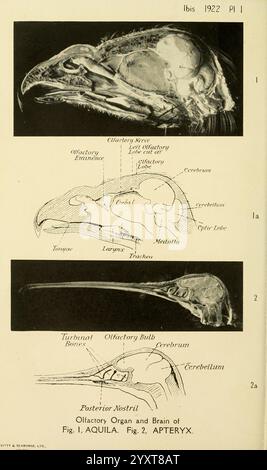 Ibis London ha pubblicato periodici di ornitologia dell'Unione accademica degli ornitologi britannici, questa illustrazione presenta viste anatomiche dettagliate di due specie di uccelli, un'aquila (Aquila) e un kiwi (Apteryx), evidenziando le loro strutture olfattive. La prima sezione descrive l'intricata disposizione dell'organo olfattivo e del cervello dell'aquila, mostrando il bulbo olfattivo, i passaggi nasali e l'anatomia neurale associata. La seconda sezione si concentra sul kiwi, enfatizzando gli adattamenti unici nel suo sistema olfattivo. I diagrammi etichettati illustrano le differenze nelle capacità olfattive di Foto Stock