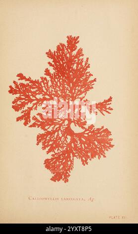 Sea Mosses, Boston, B. Whidden, 1893, Stati Uniti, alghe, Callophyllis variegata, Un'illustrazione dettagliata della specie di alghe marine Callophyllis variegata. L'opera d'arte mostra l'intricato e delicato motivo ramificato delle alghe, sottolineandone la struttura unica. La vivace tonalità rossa contrasta nettamente con lo sfondo pallido, evidenziando i raffinati dettagli di lacy di ogni fronte. Sotto l'illustrazione, il nome scientifico è elegantemente inciso, contribuendo all'estetica generale di questo studio botanico. Questo pezzo riflette la bellezza e la complessità della vita marina, servendo entrambi Foto Stock