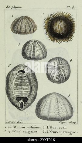 Atlas des zoophytes, Paris, Roret, libraire rue Hautefeuille, au coin de celle du battoir, . Annelida, Atlases, Cnidaria, Echinodermata, anguille, elminti, vermi, echinodermi, Un'illustrazione dettagliata che mostra vari tipi di echinodermi, in particolare ricci di mare e specie affini. La disposizione comprende sei figure distinte etichettate da 1 a 6, ciascuna delle quali rappresenta caratteristiche e strutture anatomiche uniche. Rivelano la diversità nelle forme e nelle texture, che vanno dalle superfici appuntite alle forme lisce e arrotondate. I dettagli intricati evidenziano le classificazioni e le caratteristiche biologiche di Foto Stock