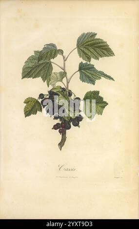 Pomologie francese, Parigi, Langlois et Leclercq, 1846, Arbres Fruitiers, guide sul campo, Francia, alberi da frutto, cultura della frutta, frutta, identificazione, piante, Un'illustrazione botanica che mostra un gruppo di ribes nero. L'opera d'arte presenta foglie verdi vibranti con bordi dentellati distinti, che completano le bacche scure e mature che si trovano in piccoli gruppi. Ogni ribes nero appare lucido e pieno, adagiato su uno sfondo leggermente ombreggiato che migliora la bellezza naturale della pianta. L'etichetta sottostante identifica la specie come ''Ribes nigrum', enfatizzando il suo posto nella tassonomia botanica. Delicat Foto Stock