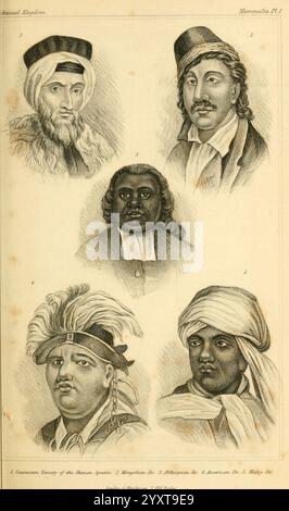 Il regno animale, organizzato secondo la sua organizzazione, serve come base per la storia naturale degli animali. piastre v.1. Londra, G. Henderson,1834-1837, animali, classificazione, opere pittoriche, zoologia, Georges Cuvier, l'illustrazione presenta una collezione di sei ritratti distinti, ciascuno raffigurante individui provenienti da vari contesti culturali e storici. I ritratti mettono in risalto diverse caratteristiche facciali, acconciature e abbigliamento, suggerendo un ricco arazzo di tradizione. 1) la prima figura, un uomo più anziano con la barba lunga, indossa un copricapo tradizionale e ha un espresso Foto Stock