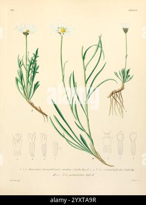 Icones Florae Germanicae et Helveticae, simul Pedemontanae, Tirolensis, Istriacae, Dalmaticae, Austriacae, Hungaricae, Transylvanicae, Moravicae, Borussicae, Holsaticae, Belgicae, Hollandicae, ergo Mediae Europae. Lipsiae, F. Hofmeister 1834-1912. [v. 1, 1850], Europa, opere pittoriche, piante, l'illustrazione presenta tre raffigurazioni dettagliate di una pianta fiorita, che mostra i suoi caratteristici fiori bianchi simili a margherita e i sottili steli verdi. Il fiore centrale è completamente in fiore, mentre gli altri due ritraggono diversi stadi di crescita, tra cui un gemello emergente e una pianta matura con prominente Foto Stock