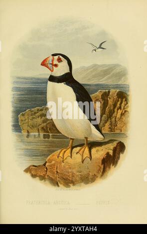 Il libro degli uccelli di Cassell, Petter and Galpin, [1875?], Birds, Fratercula Arctica, Atlantic Puffin., Una puffin si erge orgogliosamente su un affioramento roccioso, mostrando le sue caratteristiche distintive. L'uccello mostra un sorprendente piumaggio bianco e nero, con un vivace becco arancione che aggiunge un tocco vivace al suo aspetto. I suoi piedi gialli sono posizionati saldamente sulle rocce, suggerendo un forte legame con il suo habitat costiero. Sullo sfondo si sviluppa una tranquilla scena oceanica, completata da colline lontane, mentre un altro uccello marino scivola con grazia sopra. Questa illustrazione cattura l'essenza del puffin e. Foto Stock