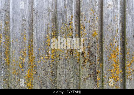 parete di legno intemprata con comune lichene arancione Foto Stock