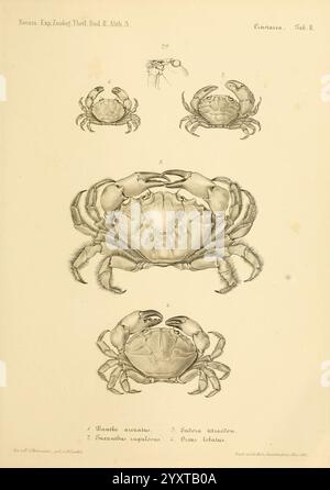 Reise der österreichischen Fregatte Novara Wien Kaiserlich 1861-75.jpg, l'illustrazione presenta una rappresentazione dettagliata di varie specie di granchi, mostrando le loro caratteristiche fisiche distinte. Ogni segmento numerato evidenzia diversi aspetti di questi crostacei, come la forma del carapace e la struttura degli artigli. Le etichette identificano caratteristiche specifiche, fornendo un riferimento educativo per lo studio della biologia marina e della tassonomia. Questa guida visiva è una risorsa preziosa per gli scienziati e gli appassionati interessati alla diversità delle specie di granchio e alla loro variazione anatomica Foto Stock