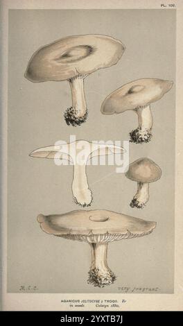 Illustrazioni di funghi britannici (Hymenomycetes), che fungono da atlante del "Manuale dei funghi britannici". Londra, 1881-91, funghi, Gran Bretagna, Una collezione di funghi illustrati in modo intricato, che mostrano diverse prospettive e variazioni della specie di Agaricus. Ogni campione è dettagliato con particolare attenzione alle sue caratteristiche uniche, quali branchie, tappi e steli. L'illustrazione enfatizza la consistenza e la forma dei funghi, evidenziando una particolare varietà nota per il suo aroma forte e piacevole. La disposizione dimostra la diversità all'interno della specie, fornendo Foto Stock