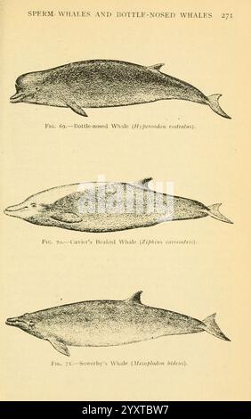 Libro di campo di pesci giganti, New York, G. P. Putnam [1949], balene, Woods Hole, pesci, Mesoplodon bidens, Ziphius cavirostris, Hyperoodon ampullatus, tassonomia: famiglia = Ziphiidae, questa illustrazione presenta tre specie distinte di balene, mostrando i loro profili laterali. Il primo disegno in alto raffigura la balena dal naso a bottiglia (Hyperoodon rostratus), caratterizzata dal suo corpo allungato e dal naso pronunciato. L'illustrazione centrale mostra la balena beccata di Cuvier (Ziphius cavirostris), nota per la sua forma robusta e il muso più corto. Il disegno in basso presenta la balena di Sowerby (Mesoplodon bidens Foto Stock