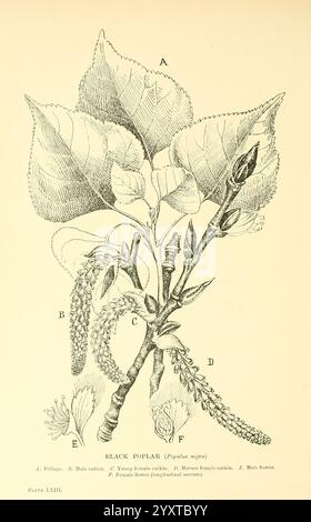 Alberi e arbusti delle isole britanniche London Dent 1909 botanica arbusti della Gran Bretagna alberi, questa illustrazione mostra il pioppo nero (Populus nigra), etichettato con varie annotazioni che ne descrivono i componenti. L'immagine mostra un ramo con ampie foglie seghettate in alto, indicato come sezione A. adiacente alle foglie, la sezione B evidenzia i gatti maschi, mentre la sezione C indica i gatti femmine giovani. Di seguito, la sezione D illustra i gatti femminili maturi e la sezione e raffigura i fiori maschili. Infine, la sezione F è dedicata al fiore femminile, fornendo una visione completa del PL Foto Stock