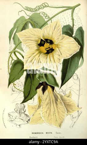 Flore des serres et des jardins de l'Europe A Gand, chez Louis van Houtte, éditeur, 1845-1880, l'illustrazione presenta una dettagliata rappresentazione della Momordica mixto, comunemente nota come la pianta amara del melone. Spiccano nell'immagine i suoi fiori distintivi, che mostrano delicati petali gialli con un suggestivo centro scuro. I fiori sono circondati da foglie verdi lussureggianti, che mettono in risalto l’habitat naturale della pianta. Lo sfondo comprende elementi del frutto, caratterizzati dalla sua particolare consistenza spigosa. La composizione presenta sia la bellezza che la complessità di questa pianta, richiamando l'attenzione sulla sua Foto Stock