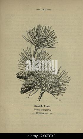 Fiorisce il vialetto e il bosco Londra F. Warne 1895 Gran Bretagna fiori selvatici identificazione botanica Pinus sylvestris Coniferae pino scozzese Pinus sylvestris alberi di Natale, un'illustrazione raffigurante un ramo di pino scozzese, con le sue caratteristiche foglie e coni simili ad aghi. Il nome botanico, Pinus sylvestris, è esposto, insieme alla sua classificazione sotto la famiglia Coniferae. Gli intricati dettagli evidenziano le caratteristiche del fogliame del pino e la superficie testurizzata dei coni, fornendo una chiara rappresentazione di questa specie di conifere. Foto Stock