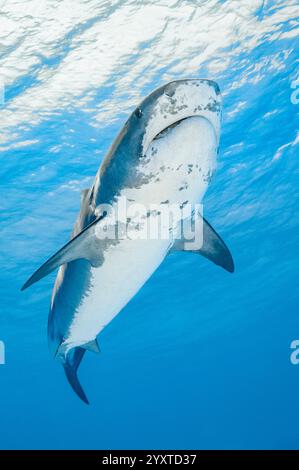 Squalo tigre, Galeocerdo cuvier, Grand Bahama, Bahamas, Oceano Atlantico Foto Stock