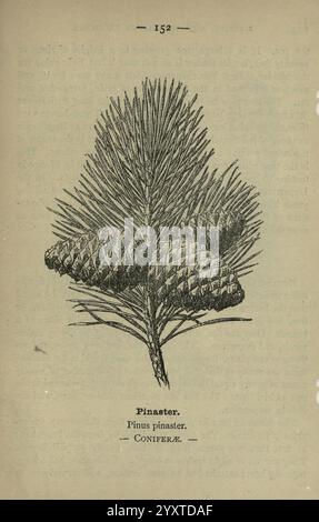 Fiorisce a lato della strada e dei boschi Londra F. Warne 1895 Gran Bretagna identificazione dei fiori selvatici Pinus pinaster Coniferae Pinus pinaster, l'illustrazione presenta un ramo del Pinus pinaster, comunemente noto come pino marittimo. Sul ramo sono presenti due grandi coni ovali, che mostrano la loro superficie ruvida. Le foglie ad ago si estendono dal ramo, mostrando la loro forma sottile e allungata, caratteristica degli alberi di conifere. Sotto la rappresentazione botanica sono inclusi il nome scientifico e la classificazione, che indica il suo posto all'interno della famiglia delle conifere. Si Foto Stock