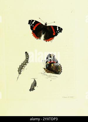 I papilionidi della Gran Bretagna, Londra, stampati per J. Johnson, 1795 Gran Bretagna, farfalle, ammiraglio rosso, Vanessa atalanta, un'illustrazione scientifica che raffigura il ciclo di vita della farfalla Red Admiral. L'opera d'arte mostra la farfalla adulta in cima, vividamente dettagliata con impressionanti ali ali nere adornate da ardenti marcature arancioni e bianche. Di seguito, un caterpillar larvale illustra la fase iniziale dello sviluppo, completo di segmenti distinti e setole fini. Ad accompagnare il caterpillar sono rappresentazioni della pupa, che ne mostrano la fase di transizione e le fasi aggiuntive emph Foto Stock