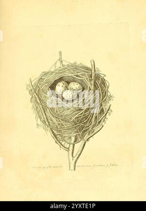 Harmonia ruralis, o saggio verso una storia naturale degli uccelli canori britannici, Londra, stampato e venduto dall'autore 1794-1796, Inghilterra, uccelli, uova, nidi, eccellenti opere pittoriche, Un nido di uccello splendidamente realizzato si trova tra due rami sottili, che mostrano una magistrale architettura naturale. All'interno del nido, tre uova macchiate riposano comodamente, le loro delicate forme testimoniano il ciclo della vita. L'intricato intreccio di ramoscelli ed erba mette in risalto la cura che l'uccello ha prestato per creare un rifugio sicuro per la sua futura prole. Sotto il nido, il testo lievemente inscritto nota il suo nam Foto Stock