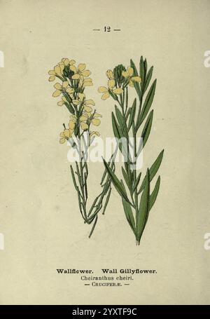 Wayside e Boodland Blossoms, Londra, F. Warne, 1895, Gran Bretagna, fiori selvatici, identificazione, botanica, Erysimum cheiri., l'illustrazione raffigura un gruppo di fiori da parati, in particolare la specie Cheiranthus cheiri, comunemente nota come Wall gillyflower. La pianta presenta steli verdi allungati ornati da foglie strette e simili a lancia che crescono alternativamente lungo la lunghezza. Fiori gialli vibranti sono mostrati in gruppi nella parte superiore, caratterizzati da quattro petali disposti a croce, tipici della famiglia della senape. La rappresentazione dettagliata evidenzia la delicata struttura dei fiori e Foto Stock