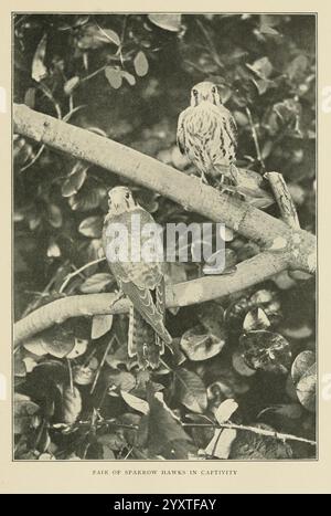 Wild Wings, Boston, Houghton, Mifflin & Company, [c1905], Birds, Photography of Birds, Un paio di passeri arroccati su un ramo, circondati da foglie lussureggianti. Un falco è posizionato in primo piano, mostrando le sue caratteristiche distintive, mentre l'altro è leggermente dietro, presentando un motivo a contrasto. Entrambi gli uccelli mostrano posture di allerta, suggerendo la loro acuta consapevolezza dell'ambiente circostante. L'ambiente naturale enfatizza la loro grazia e agilità, poiché si fondono armoniosamente con il fogliame. La composizione cattura la bellezza e la complessità di questi rapaci in un momento di tranquilla convivenza. Foto Stock