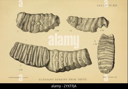 Proceedings of the Zoological Society of London, London, Academic Press Periodicals, Zoology, Elephant, la composizione mostra una serie di illustrazioni dettagliate che mostrano vari resti fossilizzati attribuiti ad un elefante scoperto a Creta. Ogni esemplare è meticolosamente reso, evidenziando motivi e texture distintivi che sono caratteristici degli antichi denti di elefante. Le illustrazioni presentano viste ravvicinate da più angolazioni, sottolineando le caratteristiche morfologiche uniche che possono fornire informazioni sull'anatomia e sulle abitudini alimentari di queste creature preistoriche. Etichette conf Foto Stock