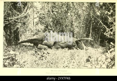 Africano, selvaggina, sentieri, Londra, John, Murray, 1910 anni, caccia, Uganda, descrizione, e, viaggiando, Africa, Oriente, Un grande elefante sta riposando sul terreno in un'area lussureggiante e boscosa. Il suo corpo massiccio è parzialmente oscurato dal fitto fogliame e l'ambiente è tranquillo, con piccole piante e vegetazione che lo circondano. Il tronco dell'elefante è arricciato e le orecchie sono rilassate, suggerendo un momento di calma nel suo habitat naturale. Sullo sfondo, accenni di alberi e sottobosco creano un'atmosfera serena, sottolineando la connessione tra l'elefante e il suo ambiente. La scena cattura la pace Foto Stock