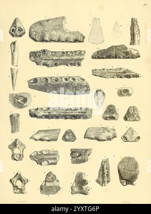 Una monografia sui fossili Reptilia delle formazioni Cretaciche di Londra stampata per la Palæontographical Society 1851-64 Great Britain Paleontology Cretaceous Reptile Fossil stories, Una raccolta di vari campioni geologici esposti in una disposizione sistematica. I manufatti includono una gamma di forme e dimensioni, mostrando texture naturali e motivi trovati in diversi tipi di pietre o fossili. Ogni elemento è numerato, indicando categorie o classificazioni specifiche a scopo di riferimento, suggerendo che queste facciano parte di uno studio o di uno sforzo di catalogazione in mineralogia o paleontologia. Alcuni Foto Stock