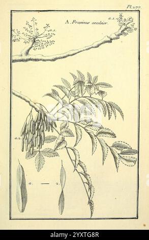 Les figures des plantes et animaux d'usage en medicine, Parigi, Desprez, 1764-1765, materia medica, pittorico, opere, l'illustrazione presenta uno studio dettagliato del Fraxinus excelsior, comunemente noto come frassino europeo. Presenta un ramo adornato da ammassi di foglie piccole e delicate e lunghe e sottili capsule di semi caratteristici della specie. Il fogliame è presentato in dettagli intricati, catturando le trame e le forme delle foglie, disposte in una formazione composta. Sotto l'illustrazione principale, sono raffigurate due varianti di lamelle allungate, etichettate come riferimento. L'ov Foto Stock