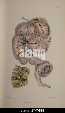 Faune de la Sénégambie, Parigi, O. doin, 1883-1887, Africa, Senegambia, Zoologia, l'illustrazione presenta un'intricata rappresentazione di una struttura anatomica simile all'intestino, caratterizzata da una forma tortuosa e allungata. La superficie è rifinita con delicati motivi venosi che forniscono un senso di profondità e consistenza. Adiacente a questa struttura, c'è una sezione più piccola che mostra una struttura robusta, suggerendo una diversa caratteristica anatomica o organo. La composizione complessiva enfatizza la complessità e la bellezza delle forme biologiche, evidenziando l'attenzione dell'artista al dettaglio e al mondo Foto Stock