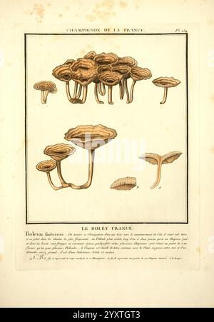 Herbier de la France, Parigi, Chez l'auteur, Didot, Debure, Belin, 1780-93, Francia, funghi, piante medicinali, opere pittoriche, piante, piante velenose, Un'illustrazione dettagliata con varie specie di funghi, che espongono in modo prominente la famiglia Boletus. Ogni fungo è meticolosamente riprodotto, mostrando forme e texture diverse, con particolare attenzione alle caratteristiche che li differenziano. Sotto ogni campione sono presenti etichette che forniscono nomi e descrizioni scientifici. Lo sfondo è di tonalità chiare, sottolineando i dettagli intricati dei funghi, mentre le annotazioni offrono informazioni approfondite Foto Stock