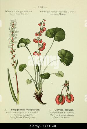 Alpen-Flora, Heidelberg, C. Inverno, 1906, Alpi, piante di montagna, opere pittoriche, scoglio di montagna, erba noce bulbifera, questa illustrazione mostra due specie botaniche Foto Stock