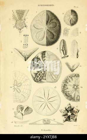 Histoire naturelle des zoophytes échinodermes, Parigi, Librairie encyclopédique de Roret, 1862, echinodermata, invertebrati, museo di zoologia comparata, Un'illustrazione dettagliata che mostra varie specie di echinodermi, con disegni intricati ed esempi etichettati. La composizione comprende diverse forme e consistenze, evidenziando le caratteristiche uniche di ciascun campione. Le figure chiave includono organismi a forma di stella, rotondi e simmetrici, che enfatizzano la diversità biologica all'interno del phylum dell'echinoderm. Il rendering artistico cattura i pattern complessi e le caratteristiche anatomiche di t Foto Stock