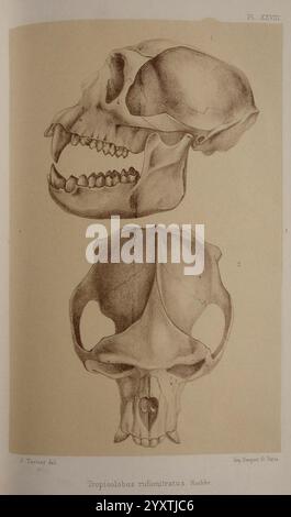 Faune de la Sénégambie, Parigi, O. doin, 1883-1887, Africa, Senegambia, Zoologia, l'illustrazione presenta disegni anatomici dettagliati del cranio di una specie identificata come *Tropidolaemus rufomaculatus*. Presenta due viste del cranio, evidenziando la struttura intricata, tra cui la disposizione dentale, la cavità cranica e i contorni dell'osso. L'etichettatura sottolinea la natura scientifica dello studio, fornendo informazioni sulla morfologia di questa specie specifica. La precisione delle linee e dell'ombreggiatura cattura la complessità delle caratteristiche del cranio, contribuendo a una scommessa Foto Stock