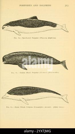 Campo, libro, di, gigante, pesci, New York, G. P. [1949], balene, Woodshole, pesci, Neophocaena phocaenoides, Lissodelphis peronii, Phocoena dioptrica, l'illustrazione mostra tre distinti mammiferi marini Foto Stock