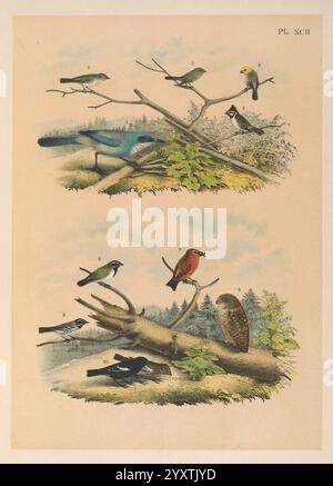 The Birds of North America, New York, 1903, Birds, North America, opere pittoriche, Aphelocoma woodhouseii, Woodhouse's scrub jay, Leiothlypis virginiae, parula della Virginia, Psaltriparus minimus, bushtit, Auriparus flaviceps, verdin, Baeolophus wollweberi, tittopo a briglia, Amphispiza bilineata, passero dalla gola nera, Loxia curvirostra, croce rossa, Setophaga nigrescens, parula grigia dalla gola nera, Micrathene whitneyi, gufo elfo, Calamospiza melanocorys, lark Bunting, l'illustrazione presenta una collezione di varie specie di uccelli raffigurate in un ambiente naturale. La sezione superiore presenta una sc Foto Stock