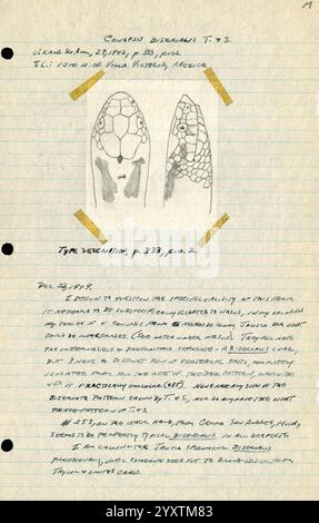 Note sul campo, Messico. 1949-1950. Illustrazione città del Messico Morelia disegno serpente Diario Guadalajara Jalisco tartarughe rane Archivi serpenti Lizards Maruata la Placita Erpetologia Aquila Note sul campo illustrazioni scientifiche libro di campo Erpetologi Michoacán Ciudad de México codice fiscale Alarcón Archives la Barranca de Navidad Coahuayana Colima Nevado de Maquili, la pagina presenta illustrazioni dettagliate di due specie di tartarughe, in primo piano. Questi disegni sono accompagnati da annotazioni scientifiche, compresa una descrizione del tipo che fa riferimento a una pubblicazione. Sotto le illustrazioni, t Foto Stock