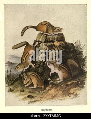 Scoiattoli e altri portatori di pellicce, Boston, Houghton Mifflin Company, c1909, mammiferi, orientali, chipmunk, animale, tassonomia comportamentale: Family= Sciuridae, tamias, striatus, Una scena vivace con più schegge in varie pose, che interagiscono con il loro ambiente naturale. Un chipmunk è arroccato sulla cima di una roccia coperta di muschio, mentre altri si vedono arrampicarsi o riposare nelle vicinanze. Lo sfondo suggerisce un paesaggio sereno, probabilmente vicino all’acqua, che sottolinea la natura giocosa ma curiosa dei chipmunk. La combinazione di toni terrosi e texture dettagliate mette in risalto il fascino di queste sma Foto Stock