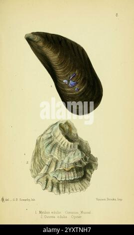 The edible Mollusca of Great Britain and Ireland London, L. Reeve & Co. 1884 Cookingshellfish, Great Britain, molluschi, mslovell, tassonomia: Phylum = molluska, molluschi, irlanda, conchiglie, mytilusedulis, cozze, ostreaedulis, ostriche piatte europee, l'illustrazione presenta due tipi distinti di molluschi. La sezione superiore presenta un guscio liscio e allungato, che probabilmente rappresenta un tipo di cozze, identificato come Mytilus edulis, comunemente noto come cozze comune. Il suo esterno scuro e affusolato contrasta con il guscio più testurizzato e dalla forma irregolare sottostante, che rappresenta un'ostrica. Questo valore inferiore S Foto Stock