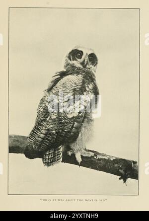 Wild Wings, Boston, Houghton, Mifflin & Company [c1905], uccelli, fotografie di uccelli. Un giovane gufo si aprono su un ramo, mostrando i suoi caratteristici motivi di piume e gli occhi grandi e curiosi. Il gufo, che mostra ancora un piumaggio giovanile, sembra avere circa due mesi. Il suo viso rotondo e le orecchie tufate suggeriscono la sua maturità crescente. L'uccello è circondato da uno sfondo elegante e semplice che enfatizza la sua presenza in natura, evidenziando le delicate caratteristiche del gufo e la consistenza delle sue piume mentre osserva l'ambiente. Foto Stock