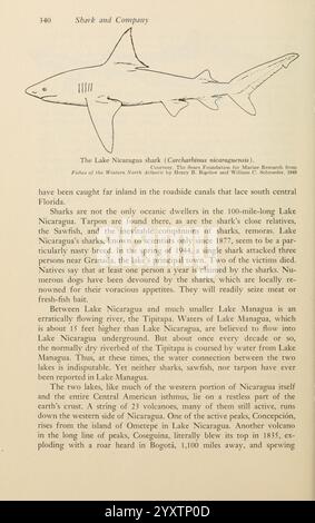 Shadows in the Sea, Philadelphia, Chilton Books, [1963], squalo, Woodshole, bullshark, chondrichthyes, carcharhinus leucas, il testo parla dello squalo del lago Nicaragua, scientificamente conosciuto come Carcharhinus managuensis. Mette in evidenza la rarità di questi squali, che si trovano principalmente nei laghi d'acqua dolce del Nicaragua. La narrazione si basa sulla loro nicchia ecologica, notando la loro somiglianza con altre specie di squali e la loro preferenza per habitat specifici. Menziona i loro infrequenti avvistamenti nel lago Nicaragua, sottolineando la posizione principale vicino a Granada, che ha attratto Foto Stock