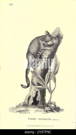 Zoologia generale, o storia naturale sistematica pt. 2, Londra, stampato per G. Kearsley, 1800-1826, zoologia, Un piccolo opossum snello è raffigurato appoggiato su un tronco di albero, il suo corpo si arriccia comodamente mentre si aggrappa alla corteccia. L'opossum presenta una lunga coda con un leggero arricciamento e grandi occhi espressivi. Nelle vicinanze, una pianta con foglie allungate cresce accanto al tronco, aggiungendo un elemento naturale alla scena. Questa immagine mostra i delicati dettagli della pelliccia dell'opossum e la consistenza dell'albero, evidenziando il suo habitat in un momento sereno di riposo. La didascalia nota questa creatura come un'OPOS Pygmy Foto Stock