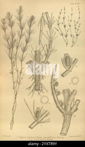 Journal of Botany, British and Foreign. Londra, Robert Hardwicke, 1863-1942. Botanica, Gran Bretagna, periodici, piante, l'illustrazione presenta vari elementi botanici, probabilmente mostrando la specie vegetale Charas kellus, in particolare della famiglia delle Characeae. Include rappresentazioni dettagliate della struttura dello stelo della pianta, della disposizione delle lamelle e delle parti riproduttive, etichettate con numeri di riferimento. I dettagli intricati dei modelli di diramazione e la morfologia delle strutture riproduttive sono evidenziati, a dimostrazione delle caratteristiche uniche della specie. I vari componenti sono m Foto Stock