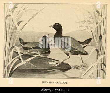 Feathered, game, of, the, Northeast, New York, T.Y, Crowell, &, Co, 1907, Fulica, americana, American, coot, game, and, game, birds, The illustration depicts two birds commonly known as mud hens or coots. One bird is standing on the bank, displaying a sleek body and a distinctive straight bill, while the other is swimming serenely in the water. Surrounding them is a natural habitat filled with tall grasses, creating a sense of their aquatic environment. The background features soft outlines of hills or distant land, enhancing the serene atmosphere. The scene captures the essence of these water Stock Photo