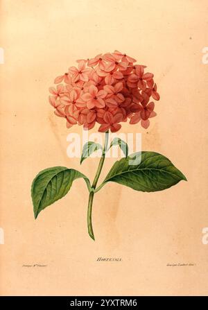 Études de fleurs et de Fruits, Paris, Chez Bance aîné, MD d'Etampes, [1820?]., una pianta di ortensie splendidamente illustrata che mostra un gruppo di delicati fiori rosa. Ogni fiore presenta una forma morbida e arrotondata con numerosi petali sovrapposti, che creano un aspetto lussureggiante e voluminoso. La vivace flora è supportata da uno snello stelo verde e accompagnata da ampie e ricche foglie verdi che creano un sorprendente contrasto con il bouquet floreale. La composizione complessiva trasuda eleganza e bellezza naturale, sottolineando i dettagli intricati dei petali e la forma aggraziata delle foglie. I botani Foto Stock