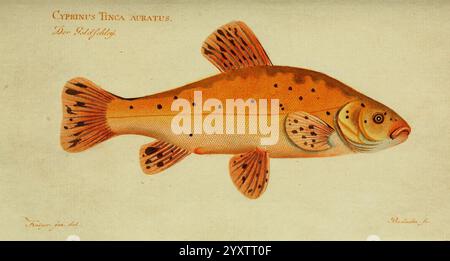 D. Marcus Elieser Bloch's, ausübenden Arztes zu Berlin. Atlante. Berlino, Auf Kosten des Verfassers, und in Commission in der Buchhandlung der Realschule,1783-1785, Fishes, germany, ichthyology, Pictorial Works, una trota splendidamente illustrata, che mostra le sue caratteristiche distintive, come un corpo affusolato decorato con sfumature arancio e marrone. Il pesce è particolarmente noto per le sue macchie vivaci e le pinne delicate, che evidenziano la sua eleganza acquatica. Sotto l'illustrazione, il testo identifica la specie come "Cyprinus Tinca Aurbatus", mentre la firma di un artista indica il creatore di questa captiva Foto Stock