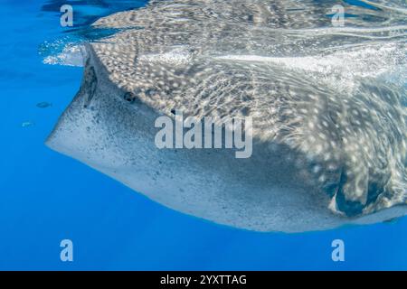 Squalo balena, Rhincodon typus, che si nutre di plancton, con giovanissimo jack giallo, Carangoides bartholomaei, Isla Mujeres, Messico, Golfo del Messico, Caribbea Foto Stock