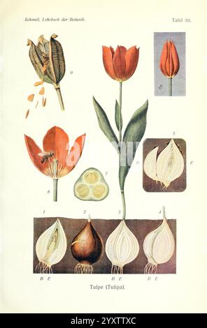 Lehrbuch der Botanik, Lipsia, quelle & Meyer, 1911, botanica, tulipa, questa illustrazione presenta uno studio botanico dettagliato del tulipano (Tulipa). Presenta varie fasi e parti dell'impianto, tra cui Foto Stock