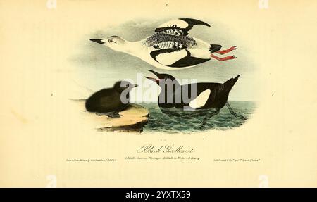The Birds of America, New York, J.B. Chevalier, 1840-1844, Birds, nord America, John James Audubon, opere pittoriche, Cepphus grylle, black guillemot, l'immagine presenta tre diverse specie di uccelli associate ad ambienti acquatici. In cima, un gabbiano grazioso viene catturato a metà volo, le ali allungate e le gambe dietro. Sotto, a sinistra, un morbido pulcino è arroccato su una superficie rocciosa, il suo becco si apre in una chiamata, mentre a destra, un uccello adulto si trova in sicurezza nell'acqua. Ogni uccello è raffigurato con attenzione ai dettagli, evidenziando le loro caratteristiche e texture uniche, set agai Foto Stock