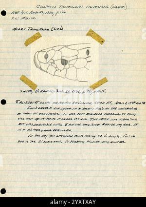 Note sul campo, Messico, 1949-1950, illustrazione, Messico, città del Messico, Morelia, disegno, serpente, diario, Guadalajara, Jalisco, tartarughe, rane, archivi, serpenti, lucertole, Maruata, la Placita, erpetologia, Aquila, appunti, illustrazioni scientifiche, libri di campo, erpetologi, Michoacán, Ciudad de México, codice fiscale Alarcón, Archives, la Barranca de Navidad, Coahuayana, Colima Nevado de, Maquili, Uno schizzo dettagliato di una specie di pesce, accompagnato da note scritte a mano. L'illustrazione mostra la vista laterale del pesce, evidenziandone le caratteristiche distintive, come la forma del corpo e la struttura delle pinne. B Foto Stock