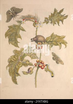 Maria Sybilla Merian over de voortteeling en Wonder baerlyke veranderingen der Surinaamsche Insecten t'Amsterdam di Jean Frederic Bernard 1730 insetti botanici Suriname Maria Sibylla Merian Maria Sibylla Merian Maria Sibylla Merian donne della scienza, Un'illustrazione botanica presenta un'alta pianta frondosa con foglie distintive e frastagliate e grappoli di bacche rosse. Lungo il gambo sono raffigurati vari insetti: Un bruco grintoso poggia su una foglia, mentre un piccolo scarabeo rotondo strizza tra le bacche. Due farfalle sorvolano sopra la pianta, aumentando la vivacità della scena. Attenzione dettagliata Foto Stock