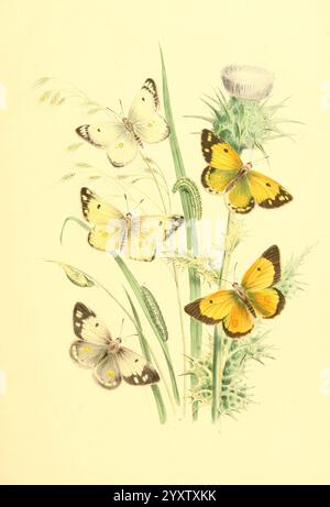 Britannici, farfalle e, loro, trasformazioni, Londra, William, Smith, 1841, grande, Regno Unito, farfalle, lepidotteri, identificazione, classificazione, pittorico, opere, Una bella disposizione di varie specie di farfalle è raffigurata tra delicate erbe verdi e una pianta di cardo. Le farfalle, in tonalità di giallo e bianco con motivi intricati, sono arroccate graziosamente mentre mostrano i loro colori vivaci. Il cardo aggiunge uno sfondo testurizzato con le sue foglie appuntite, migliorando la scena naturale. Ogni farfalla appare ben definita, mostrando la diversità di forme e segni trovati Foto Stock