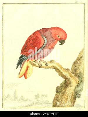 Natuurkundige beschryving eener uitmuntende verzameling van zeldsaame gedierten te Amsterdam di J.B. Elwe 1804 hague Indonesia Paesi Bassi opere pittoriche vertebrati zoo zoologici Westindies, Una sorprendente rappresentazione di un vibrante pappagallo rosso arroccato su un ramo gnato. L'uccello presenta un ricco piumaggio cremisi con sottili sfumature di viola e arancio lungo le ali e la coda. Il becco affilato e curvo è ben visibile, a indicare le sue potenti capacità di alimentazione. Lo sfondo evoca un ambiente naturale sereno, suggerendo un paesaggio lussureggiante con morbidi contorni indistinti di fogliame. Il Co. Complessivo Foto Stock