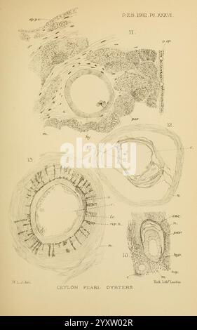 Proceedings of the Zoological Society of London, London, Academic Press Periodicals, Zoology, questa illustrazione mostra una serie di studi anatomici e strutturali dettagliati sulle ostriche perle di Ceylon, concentrandosi in particolare sulle loro conchiglie e caratteristiche interne. L'immagine è divisa in diverse sezioni, ciascuna etichettata con numeri e annotazioni corrispondenti che evidenziano varie parti delle ostriche, come gli strati del guscio e la caratterizzazione di diverse regioni all'interno della struttura dell'ostrica. I dettagli scientifici sono meticolosamente resi, con sezioni trasversali che illustrano il Foto Stock