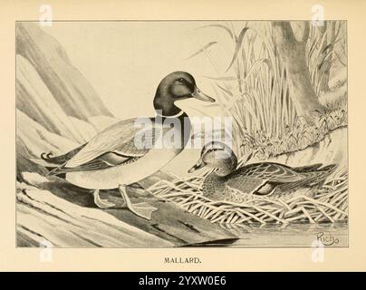 Feathered, game, of, the, Northeast, New York, T.. Y, Crowell, & Co, 1907, mallard, Anas, platyrhynchos, gioco e, gioco, uccelli, Un'illustrazione dettagliata con due anatre domestiche, posizionate in modo prominente in un habitat naturale. L'anatra maschile, che si distingue per la sua impressionante testa verde scuro e l'elegante piumaggio, si erge orgogliosamente sul bordo dell'acqua. La femmina, con le sue piume marroni a chiazze, è annidata tra le canne e si fonde armoniosamente con l'ambiente. Lo sfondo suggerisce un ambiente sereno con una vegetazione soffice e dolci increspature d'acqua, catturando l'essenza della loro natura circostante Foto Stock